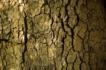Bark Background