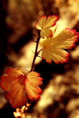 Fall Leaves