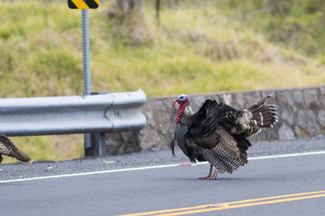 A strutting Turkey in a road