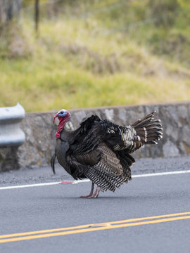 A strutting Turkey in a road