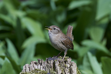 Eurasian wren (Troglodytes troglodytes)