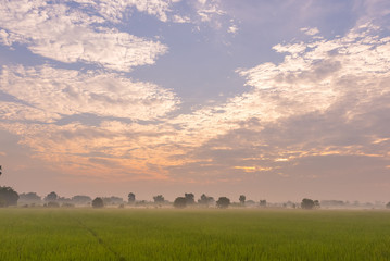 Morning light in the rice field