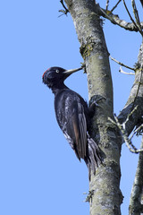 Black woodpecker (Dryocopus martius)
