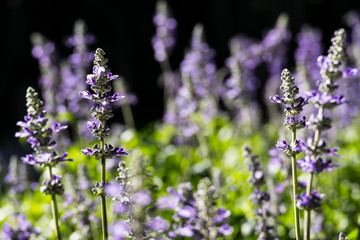 Blue Salvia flower