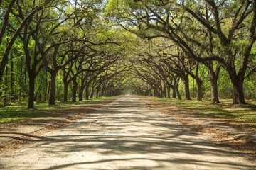 Fototapeta premium back country dirt road