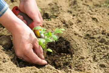 the farmer planting the little tomato in the ground