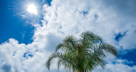 Sunburst and Palm tree 