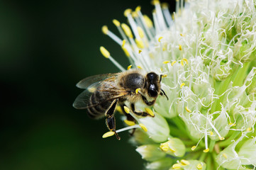 Worker bee