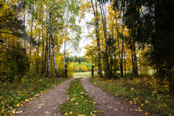 Naklejka premium A small road in the forest in autumn day