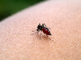 mosquito sucking blood.