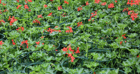 red geraniums on sale in the greenhouse in spring