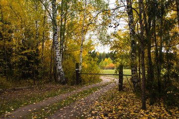 A small road in the forest in autumn day