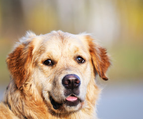 Golden Retriever dog portrait