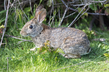 Fototapeta premium Alert Cottontail Rabbit (Sylvilagus). San Mateo County, California, USA. 