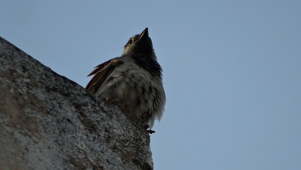 Sparrow