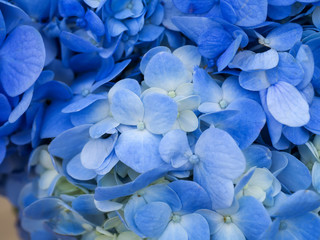 Blue Hydrangea flower.