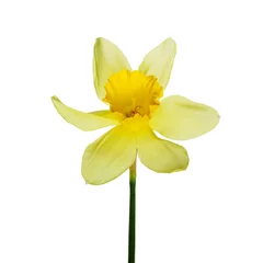 Schilderijen op glas Single yellow narcissus flower lying on its side, composition isolated over the white background © irmoske