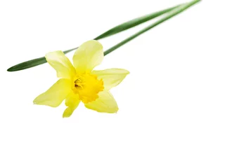 Foto op Plexiglas Single yellow narcissus flower lying on its side, composition isolated over the white background © irmoske