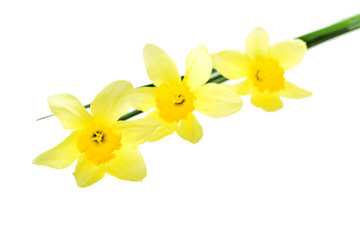 Single yellow narcissus flower lying on its side, composition isolated over the white background