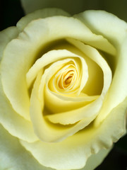 close up of rose flower