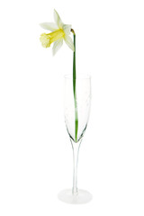 Single yellow narcissus flower lying on its side, composition isolated over the white background