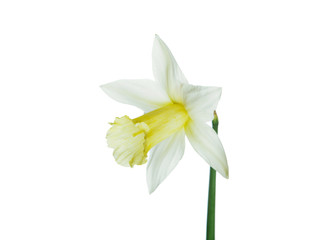 Naklejka na ściany i meble Single yellow narcissus flower lying on its side, composition isolated over the white background