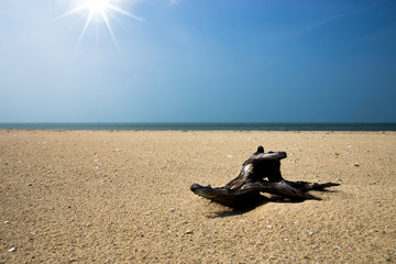 Fototapeta na wymiar Stumps on empty beaches.