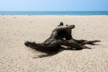 Stumps on empty beaches.