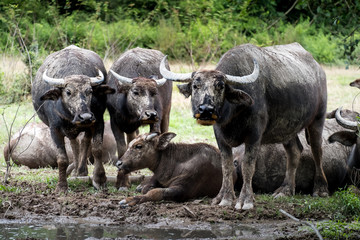 Naklejka premium Buffalo