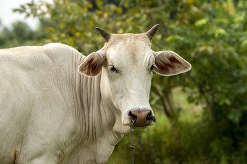 Cows are looking to shoot.