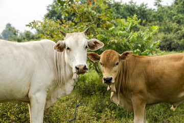 Cows are looking to shoot.