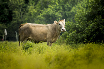 Cows are looking to shoot.