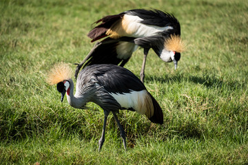 Grey crowned crane