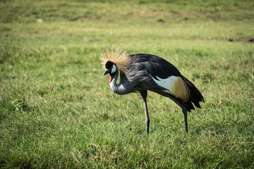 Grey crowned crane