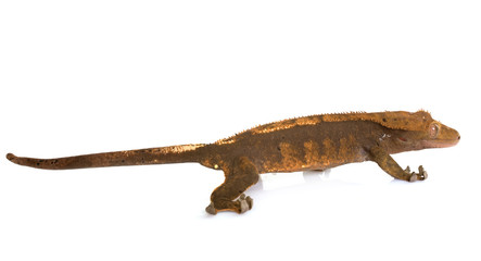 Naklejka premium Crested gecko in studio