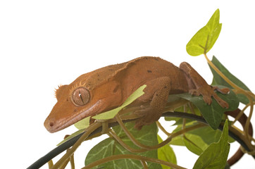 Crested gecko in studio