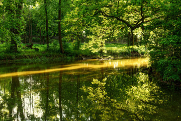 pond trees reflecting sunlight park