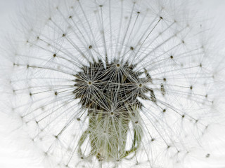 Dandelion Flower (Taraxacum officinale)