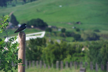 Distant View, Tree Swallow Bird Three-Quarter Backside View, Head Turned, Perched on Post, Early Spring, No Sky/Bokeh Country Side Background, Daytime - Selective, Soft Focus - Petaluma, CA USA
