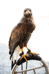 Hawk