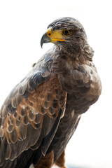 Hawk