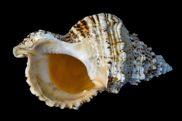 Giant Seashell Macro