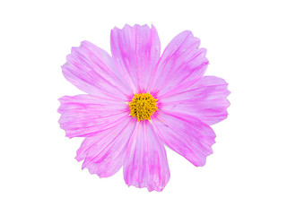 Beautiful Cosmos Flower isolated. This has clipping path.