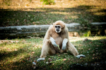 White-Handed Gibbon