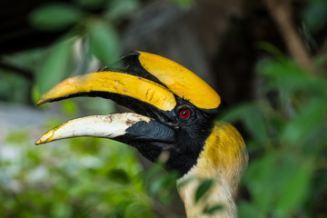 Great Hornbill