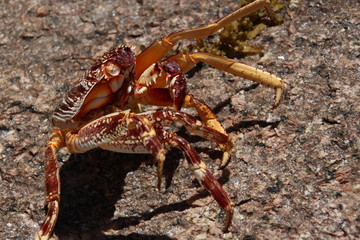 Dead Crab on Granite Rocks at Beach Anse Lazio, Praslin Island, Seychelles, Indian Ocean, Africa