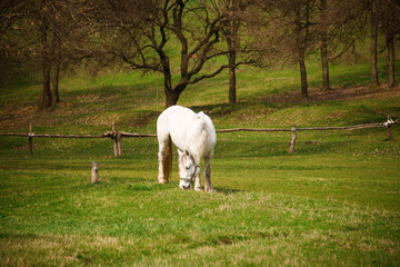 Horses in the pasture on a fine spring day