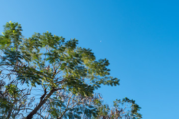 the silk tree with blue sky background