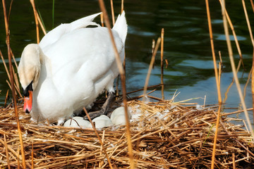 White swan while hatching the eggs in the nest made of reeds