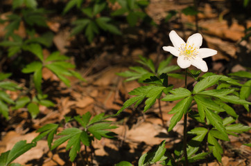 Flower white anemones in a forest glade